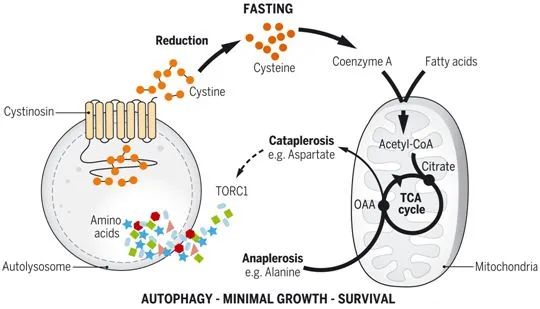 Science：在进食期间，<font color="red">半胱氨酸</font>阻止TORC1过度激活