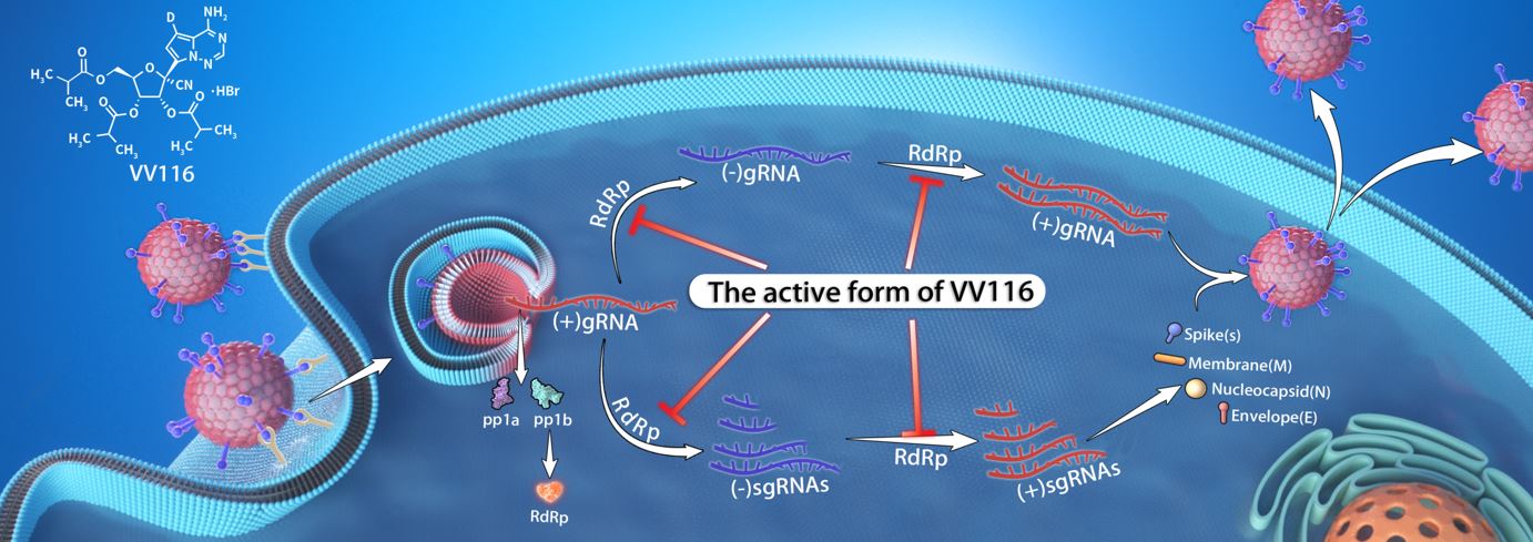 我国自主研发的抗新冠口服药 VV116 启动三期临床研究