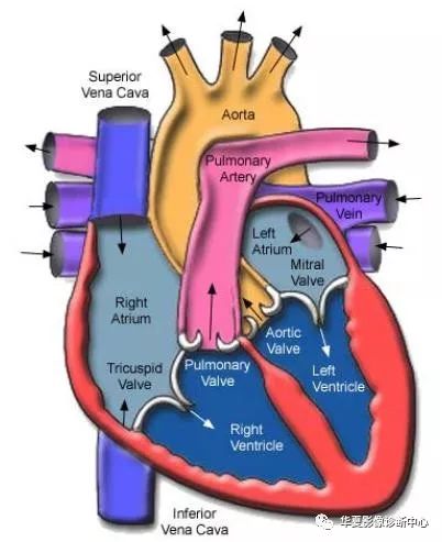 53<font color="red">张</font>影像解剖图，轻松掌握冠状动脉系统
