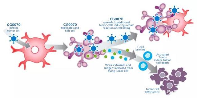 AACR 2022：3个月CR率100%！溶瘤病毒联合抗PD-1用于NMIBC