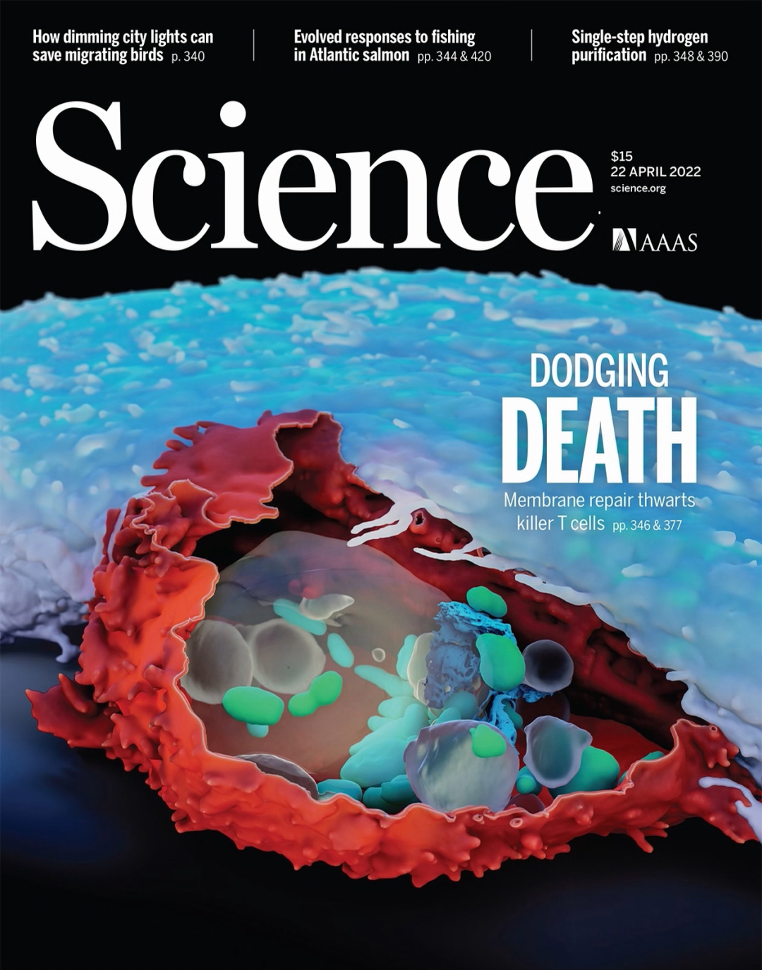 Science封面：太精彩了！来看T细胞与癌细胞的贴身攻防肉搏战！科学家用电镜记录了T细胞抗癌大战最隐秘的细节