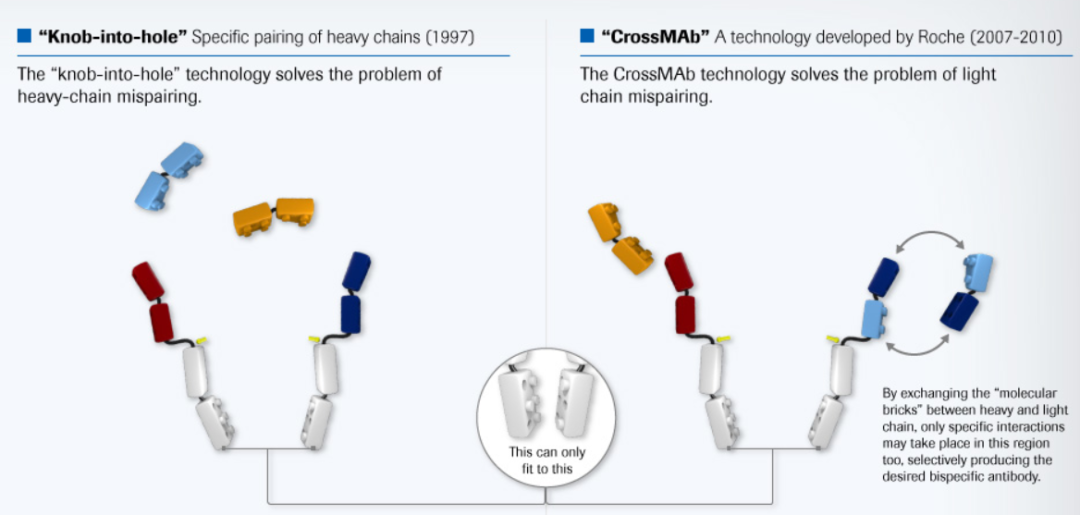 双特异性抗体中CrossMab技术：过去的10年