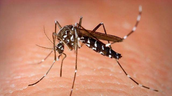 Nature：蚊子为什么对你“偏爱”？“以身诱蚊”的科学家找到了答案