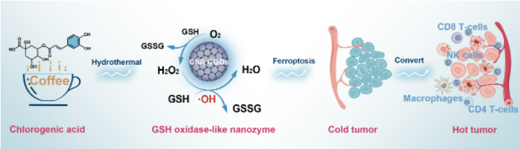 ACS Nano：北京大学屠鹏飞/曾克武团队团队揭示天然产物纳米酶促肿瘤<font color="red">铁</font>死亡的机制