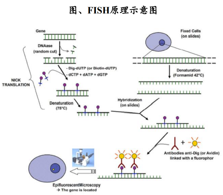 一文读懂：肿瘤诊断的金标准---病理诊断@MedSci