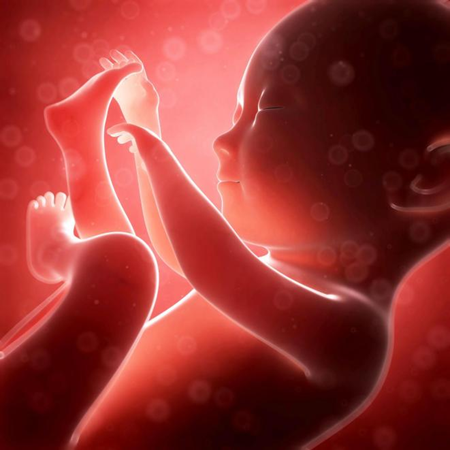 <font color="red">子宫</font>内生死之战，Nature：母体为保卫胎儿抵御细胞感染有多努力？