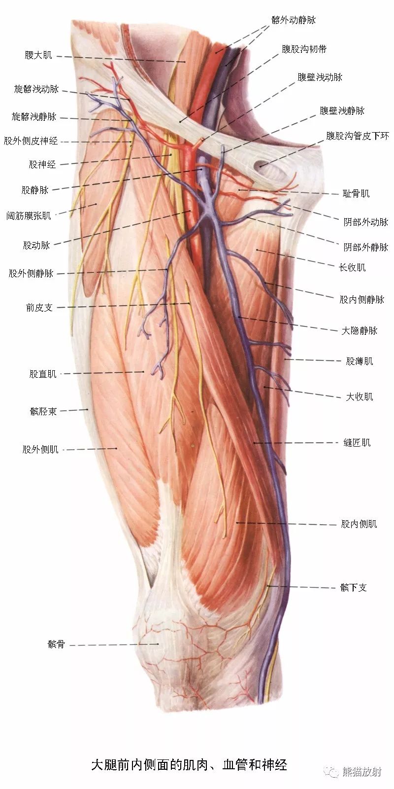 学习下肢CTA的看过来：最全下肢血管系统<font color="red">解剖</font>+CTA