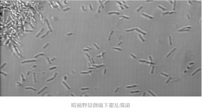 霍乱简史@MedSci