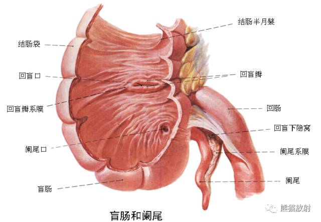 【X線診斷要點】胃腸道急腹癥丨必須搞清楚的幾個問題！