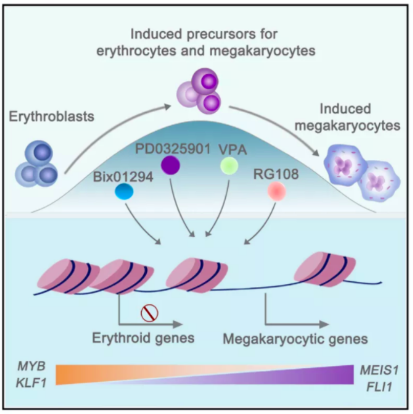 Cell Stem Cell： 天津大学在<font color="red">化学</font>重编程获得巨核细胞及血小板研究领域取得重要突破