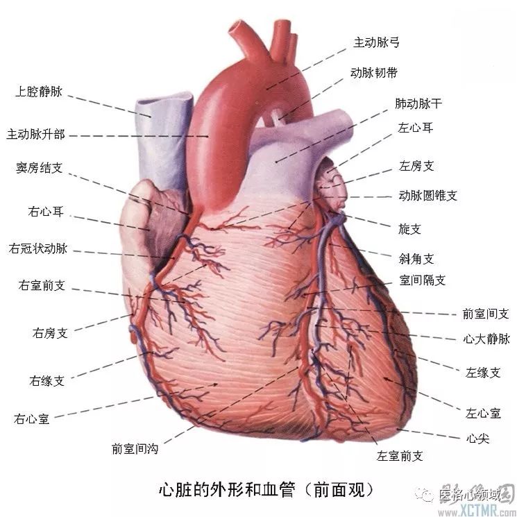 5分钟读懂心脏血液循环与冠心病，有些图你可能找了很久都没找到！