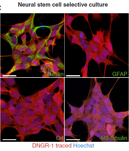 Cell子刊：在小鼠中枢神经系统中鉴定出具有再生潜力的细胞