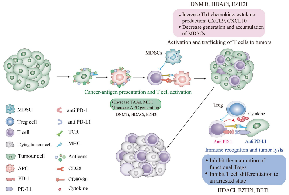Mol Cancer综述：肿瘤免疫中的表观遗传调控