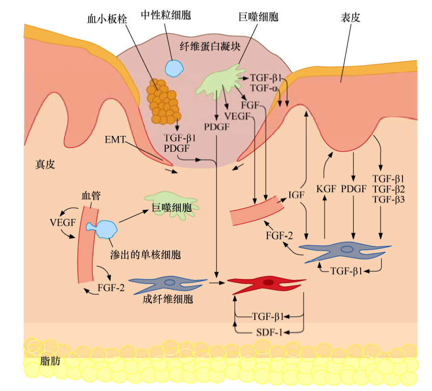 肿瘤<font color="red">生物</font>学：（12）<font color="red">异质</font>性相互作用和血管生成