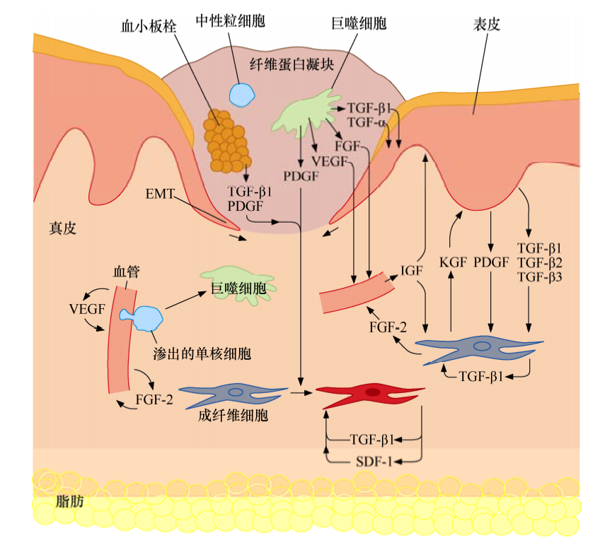 <font color="red">肿瘤</font>生物学：（12）异质性相互作用和<font color="red">血管</font><font color="red">生成</font>