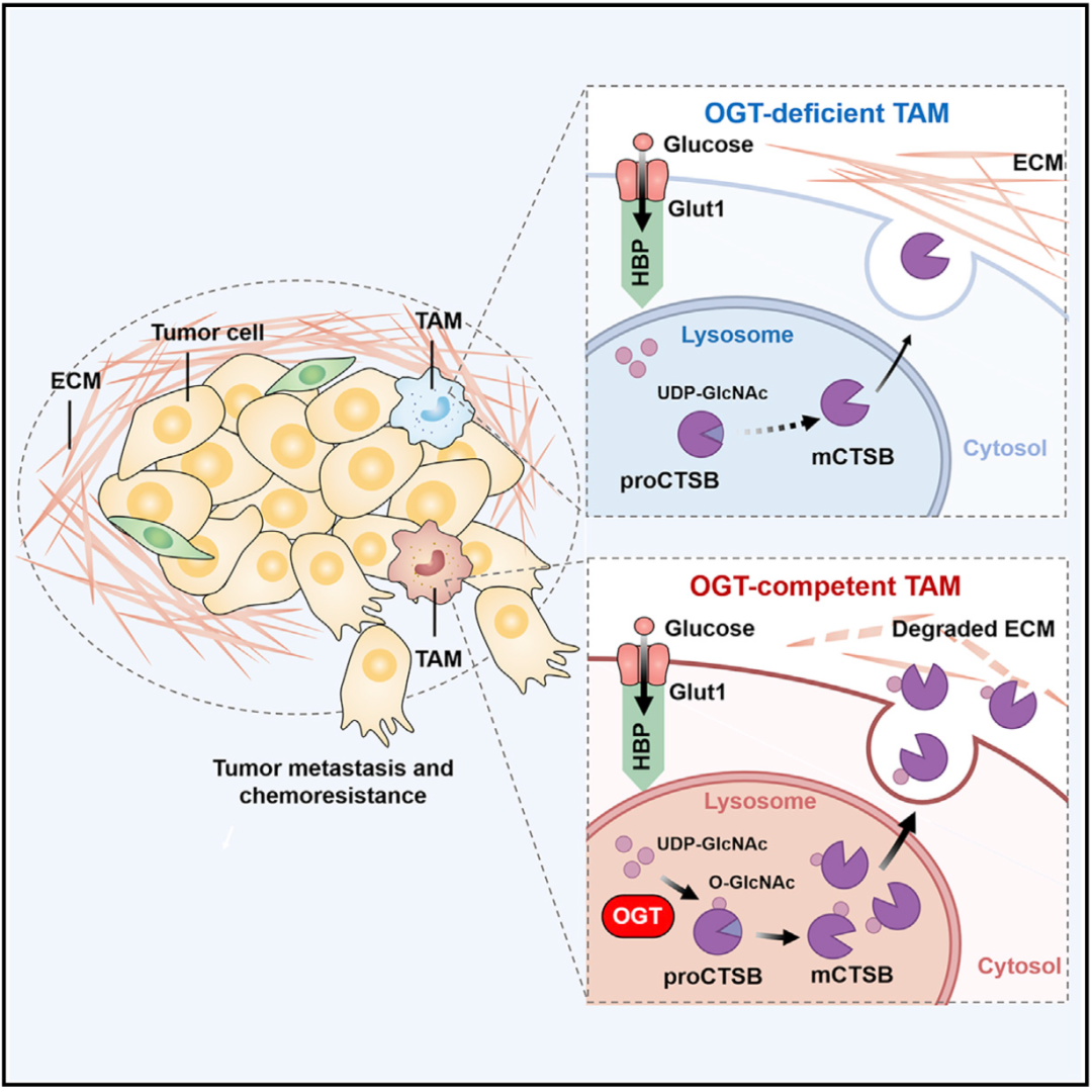 Cancer Cell：曹雪濤團(tuán)隊(duì)發(fā)現(xiàn)腫瘤相關(guān)巨噬細(xì)胞促進(jìn)腫瘤轉(zhuǎn)移和化療抵抗的新機(jī)制