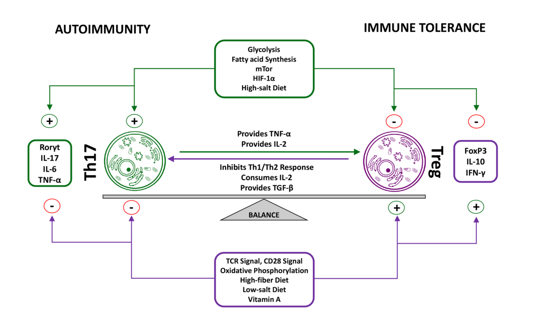 Front Immunol：类风湿性关节炎中调节性T细胞的作用