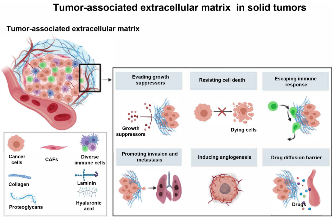 肿瘤相关细胞外基质的研究进展和<font color="red">靶向</font>策略