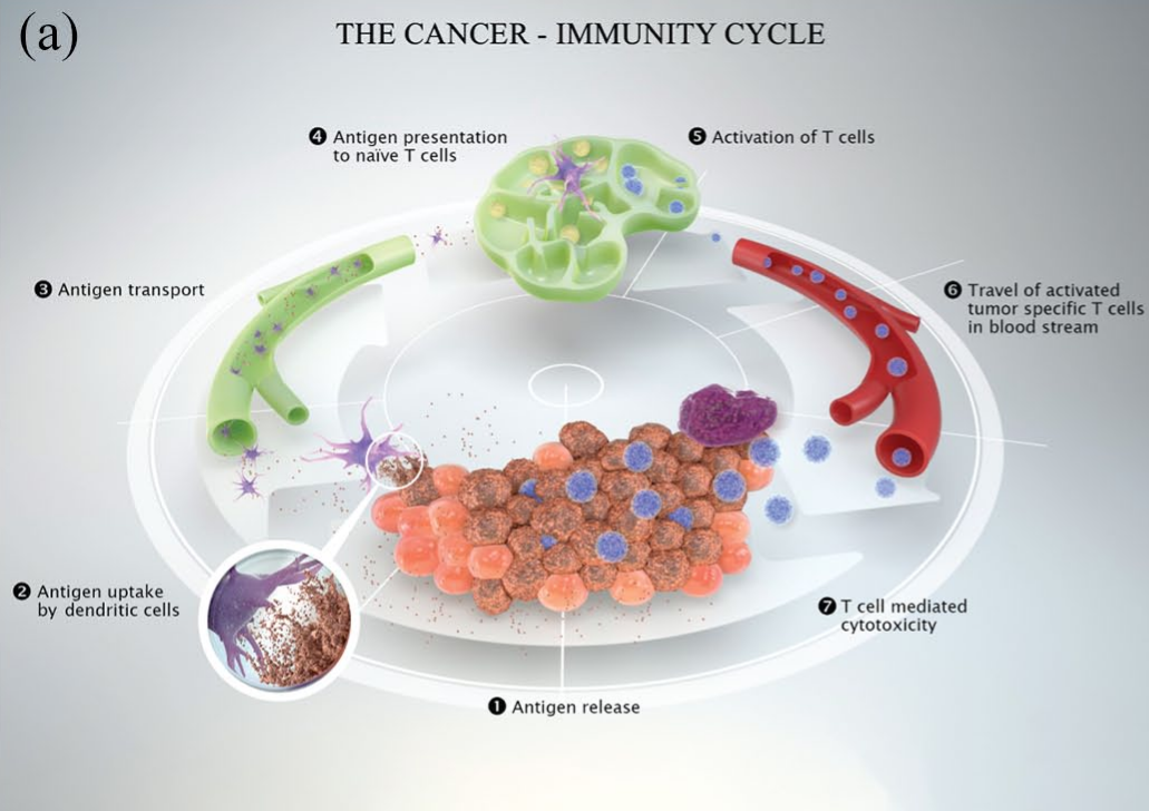 Ther Adv Med：肿瘤免疫循环中肿瘤的免疫逃逸机制和治疗方法
