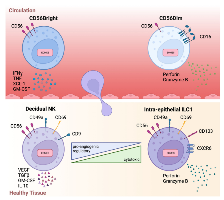 Front Immunol：NK细胞在肿瘤<font color="red">免疫治疗</font>中的可塑性