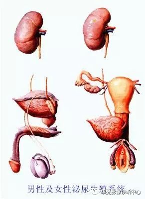 泌尿系统解剖(图文)