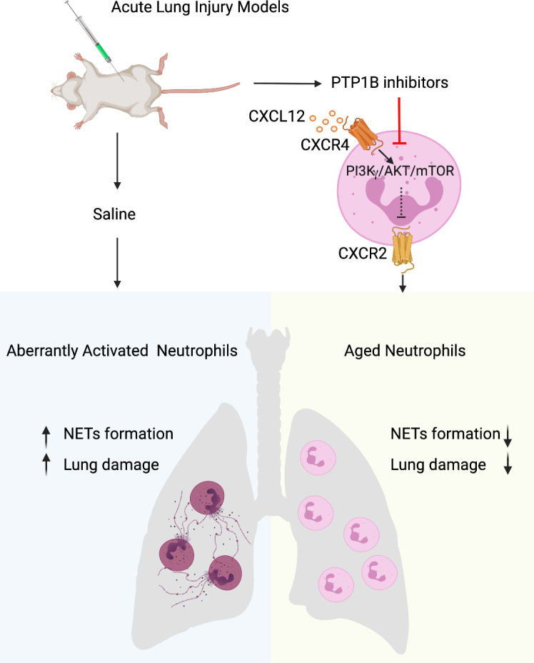 JCI Insight：新型 PTP1B 抑制剂候选药物可预防小鼠致死性肺部炎症