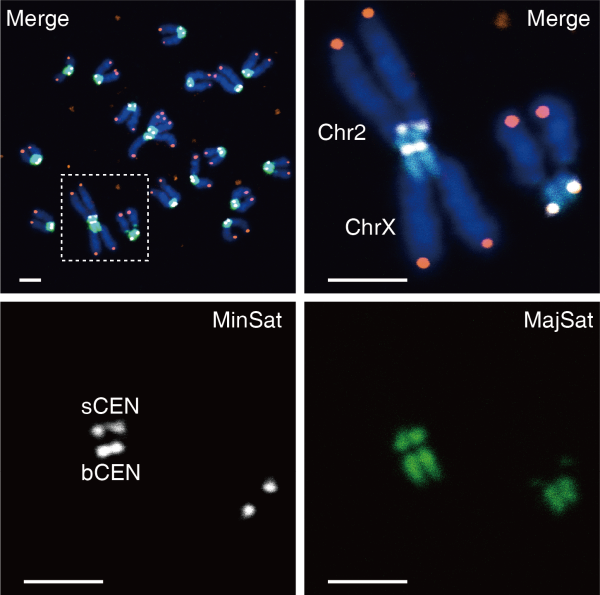 Cell Research：李劲松研究组构建染色体融合小鼠模型、模拟染色体<font color="red">演化过程</font>