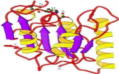 急性胰腺炎<font color="red">标志物</font>--脂肪酶（LPS）