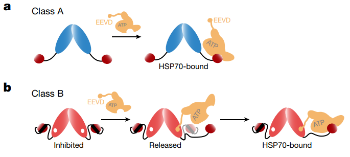Nature背靠背 | HSP70功能特异性调控的机制与神经退行性疾病治疗