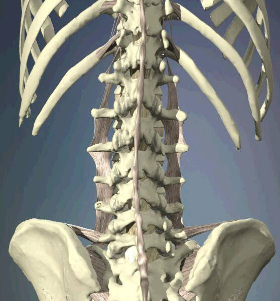 【图谱】脊髓、脊柱、<font color="red">脊神经</font>高清解剖图