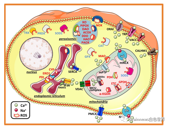 Redox Biology: ROS与<font color="red">钙</font><font color="red">离子</font>在神经退行性疾病中的相互关系