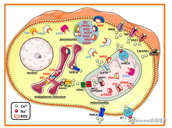 Redox Biology: ROS与钙离子在神经退行性疾病中的相互关系