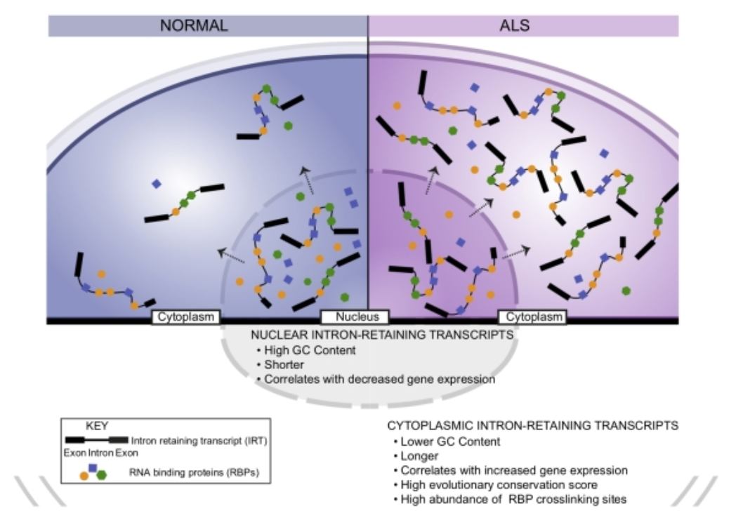 Brain：肌萎缩性侧索硬化症<font color="red">RNA</font><font color="red">结合</font><font color="red">蛋白</font>错误定位的新机制