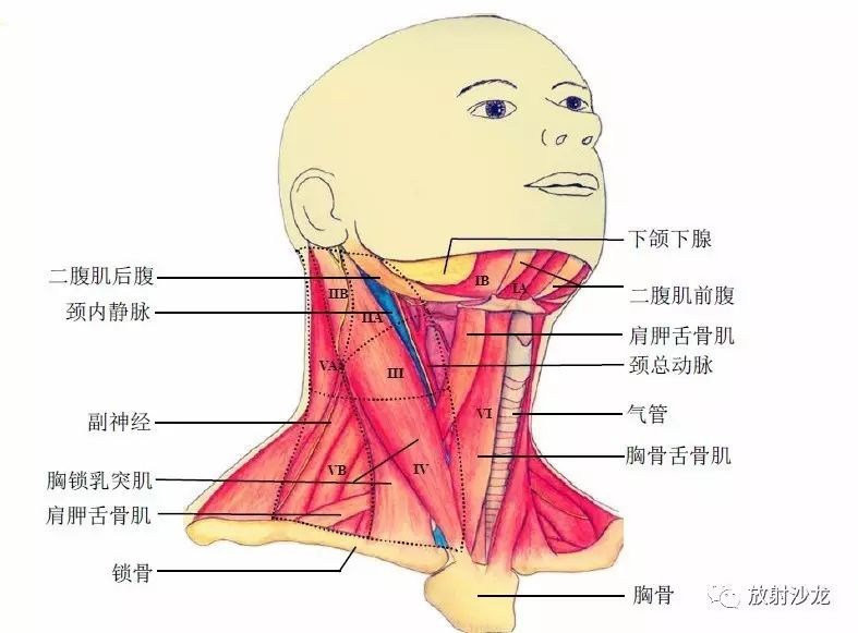 解剖图系列之四——颈部淋巴结分区