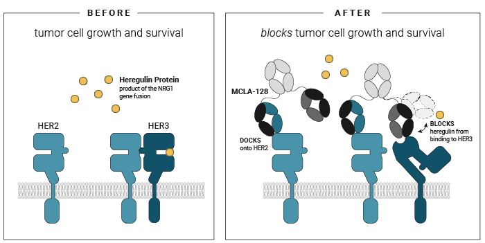 Zenocutuzumab显示对NRG1+的转移性实体瘤患者显示出治疗价值