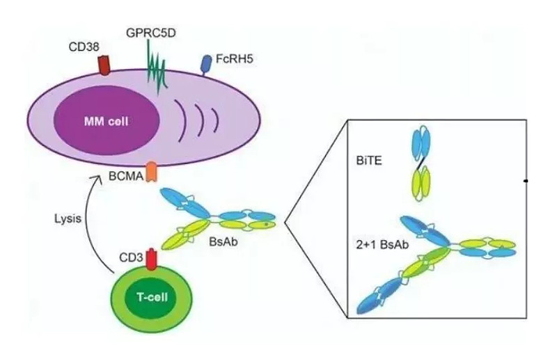 NEJM：靶向GPRC5D的<font color="red">CAR</font>-T细胞治疗用于多发性骨髓瘤治疗
