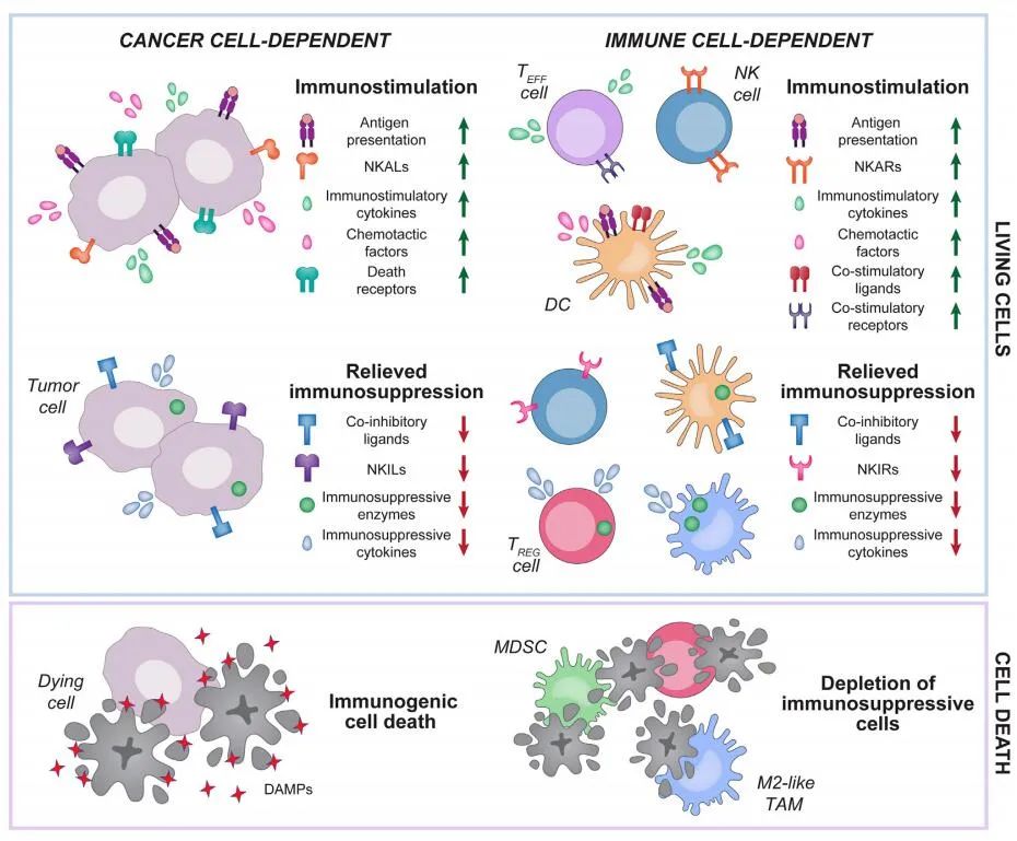 Cancer Cell：肿瘤靶向药物的免疫调节机制