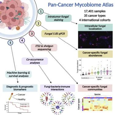 Cell：基于35种癌症<font color="red">类型</font>的<font color="red">研究</font>发现癌症—微生物的相互作用机制