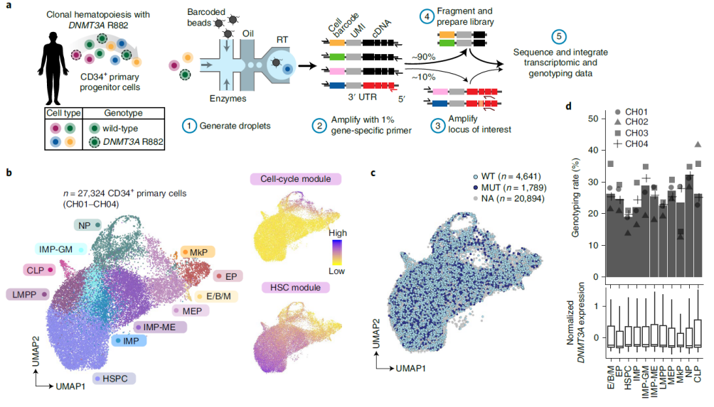 Nat Genet：基于单细胞多组学技术解析DNMT3A R882突变在人类克隆造血中的影响