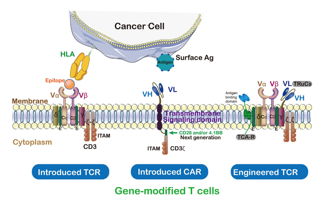 Cells：TCR-T<font color="red">细胞</font>治疗的研究现状和挑战