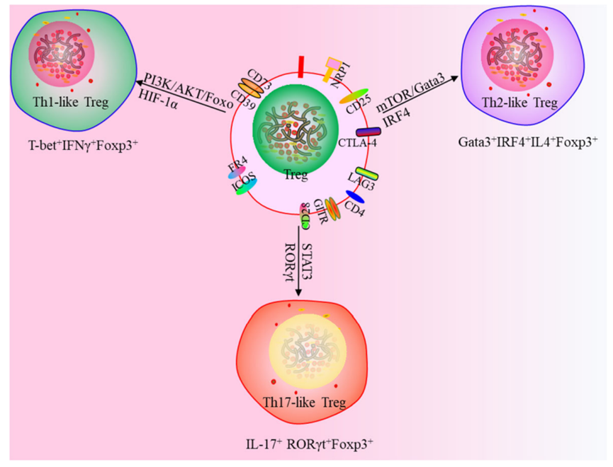 新一代调节性T细胞疗法：CAR-<font color="red">Treg</font>