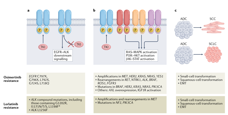 非小细胞肺癌治疗中三代EGFR和<font color="red">ALK-TKI</font>的耐药机制及处理方案