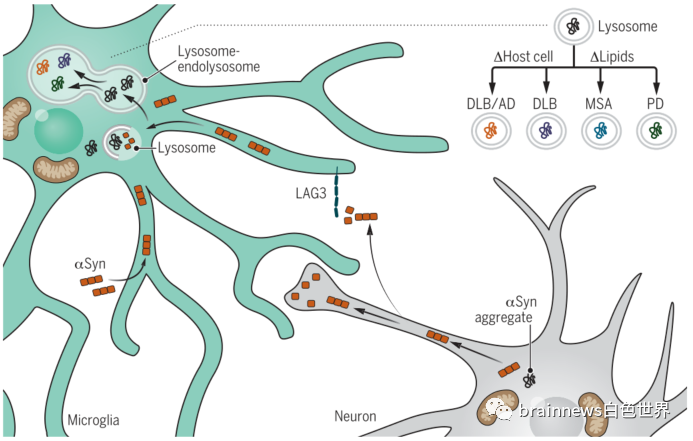 Science：小胶质细胞调节阿尔茨海默病和帕金森病的神经退行性变