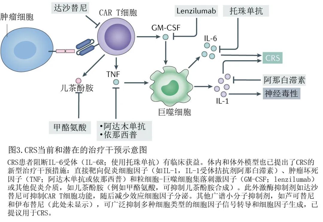 Nat Rev Immunol ：肿瘤免疫<font color="red">治疗</font>中的细胞因子释放综合征和相关神经毒性