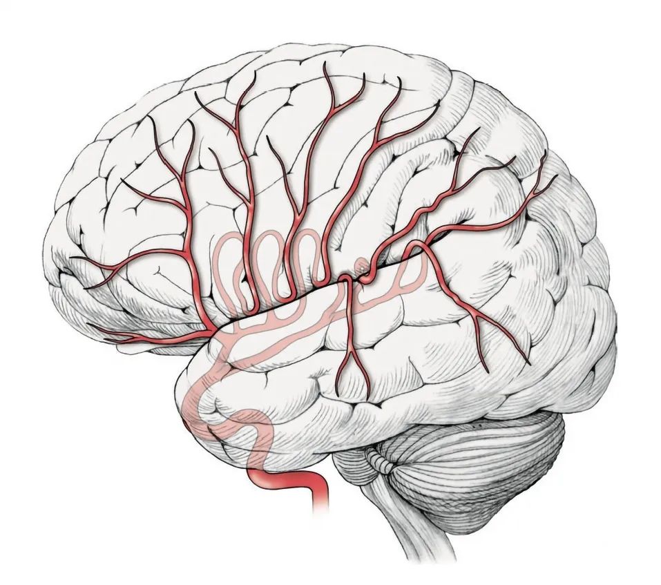 学习笔记 | <font color="red">大脑</font>中动脉解剖知识点复习