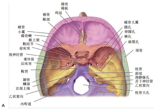 【推荐】颅底CT及鼻窦轴冠矢解剖图
