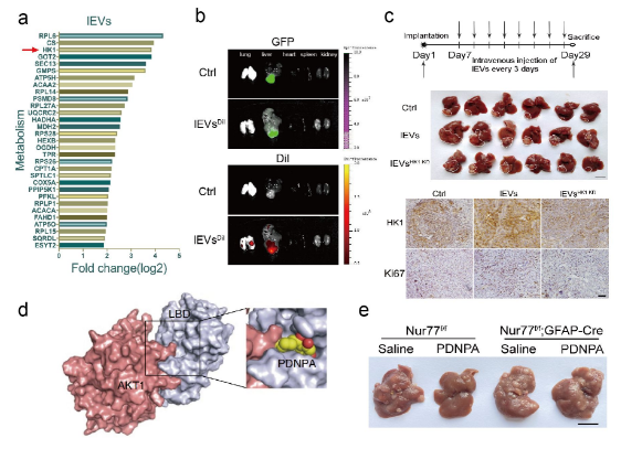 Nat Metab：吴乔教授团队揭示肝星状细胞外泌己糖激酶<font color="red">HK1</font>加速肝癌进程新机制