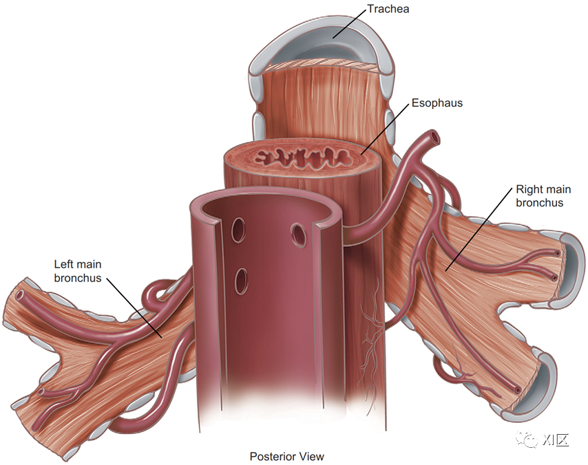支气管动脉与肺<font color="red">淋巴</font>管解剖