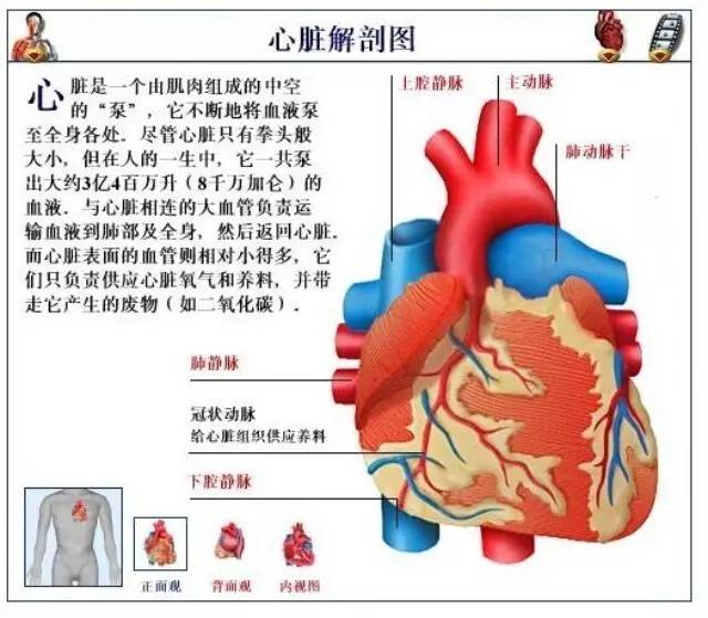 <font color="red">心脏</font>功能检测项目解析（心肌酶、cTnI、BNP)