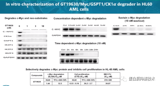 C-<font color="red">MYC</font>/GSPT1双靶降解剂GT19715，对急性髓系白血病和淋巴瘤有效